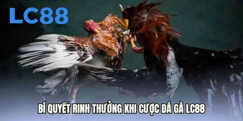 Bí quyết rinh thưởng khi cược đá gà LC88