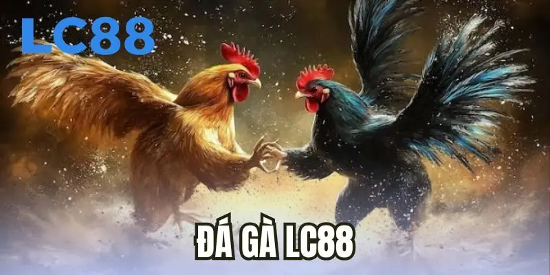 Đá gà LC88