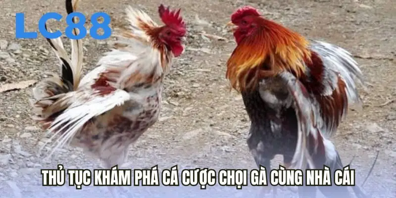 Thủ tục khám phá cá cược chọi gà cùng nhà cái